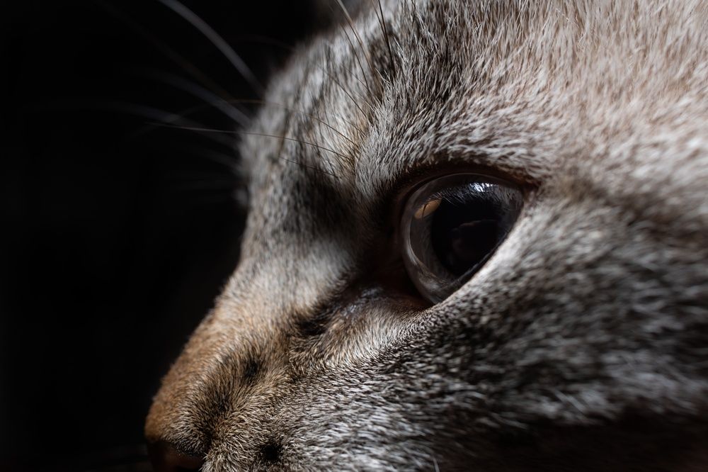 Photograph by ANDREA NIGRA