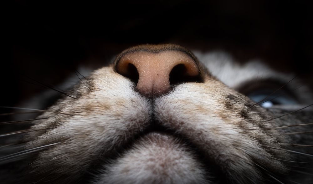 Photograph by ANDREA NIGRA