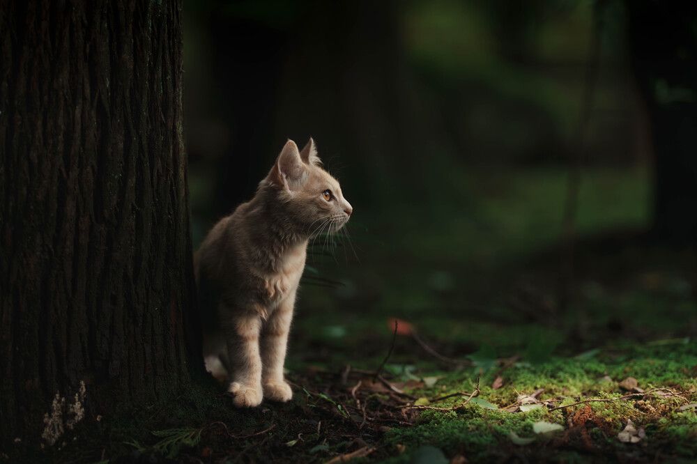 Photograph by Cinob