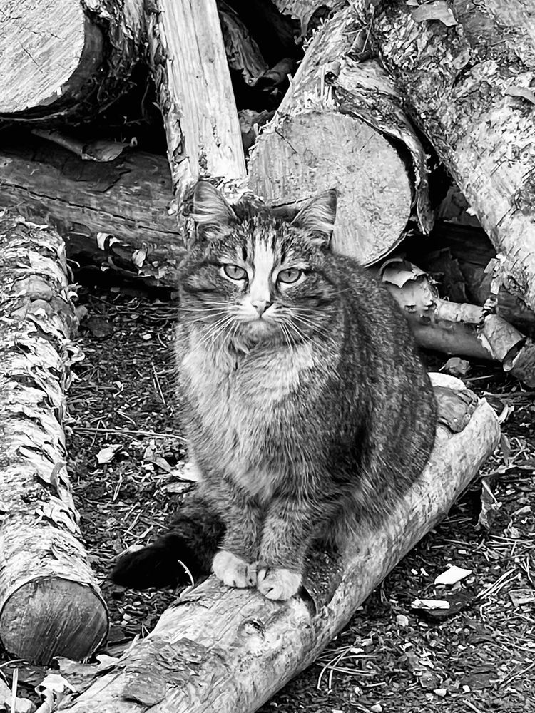 Photograph by Светлана Хохлова