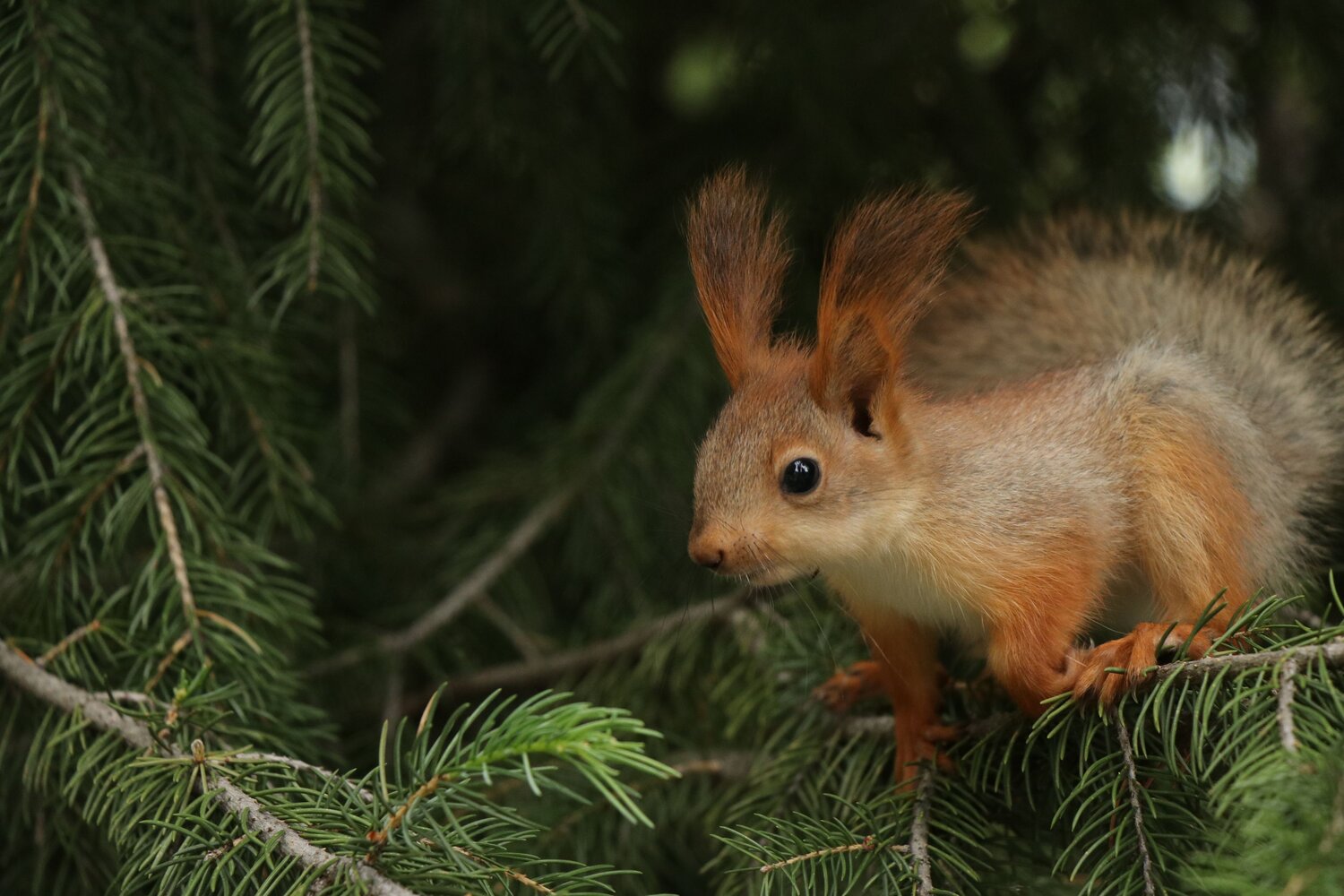 Photo #12228697