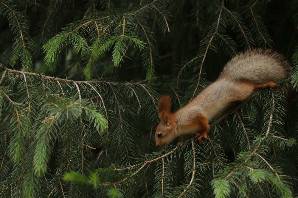 Photograph by Анастасия Медяникова