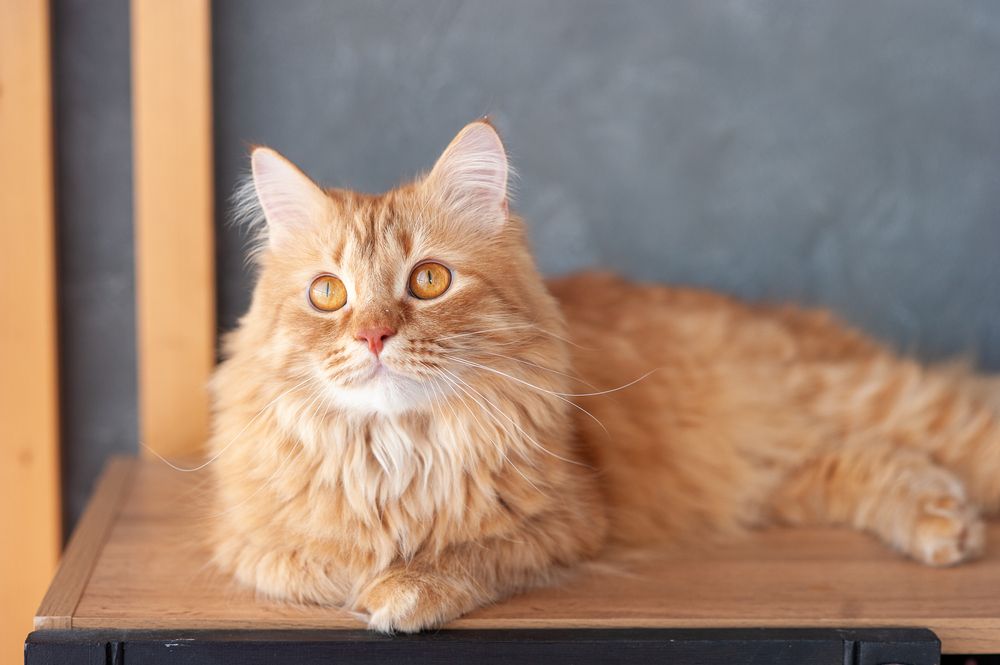 Photograph by Екатерина Пенежина