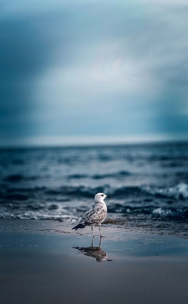 Solitude by the Sea