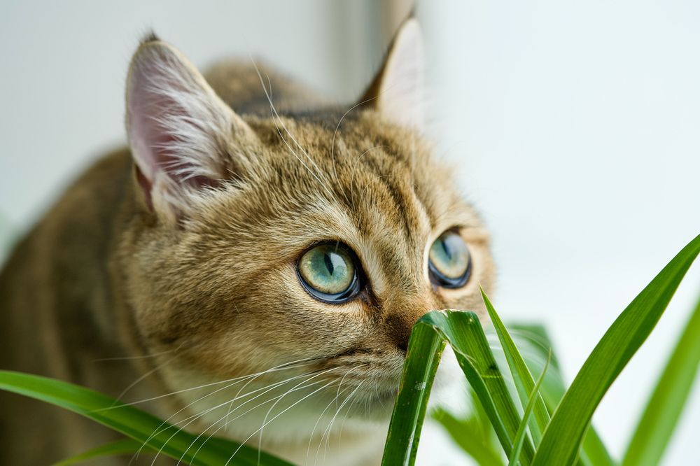 Фотография автора Viktoriya Kim