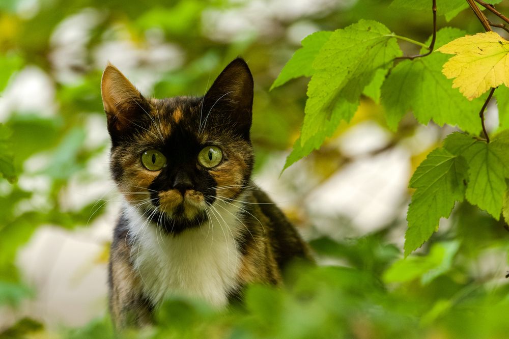 Фотография автора Viktoriya Kim