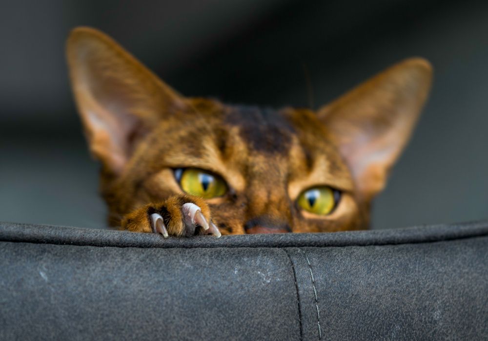 Фотография автора Viktoriya Kim