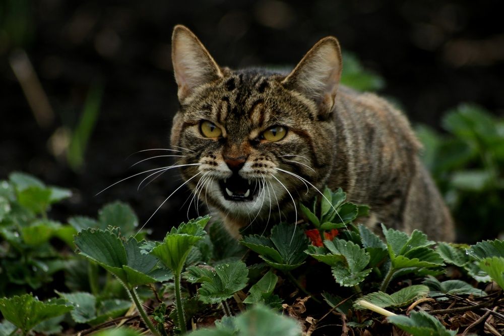 Фотография автора Pavel Levashov