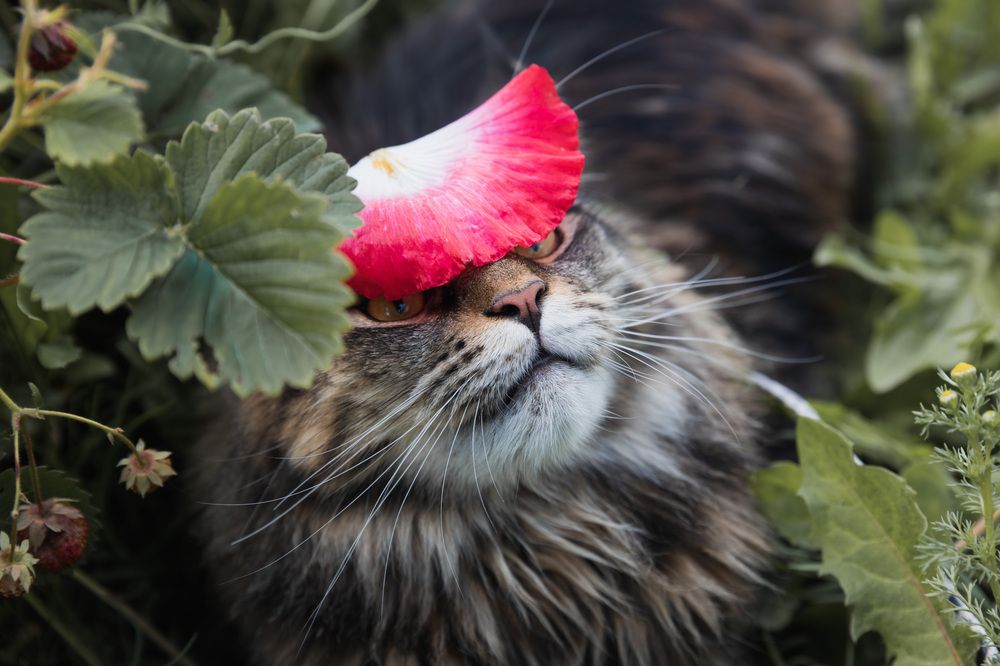 Фотография автора Татьяна Степанова