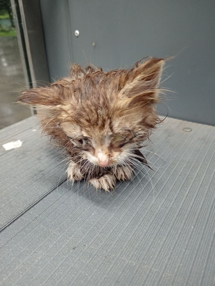 Брошенный котенок.