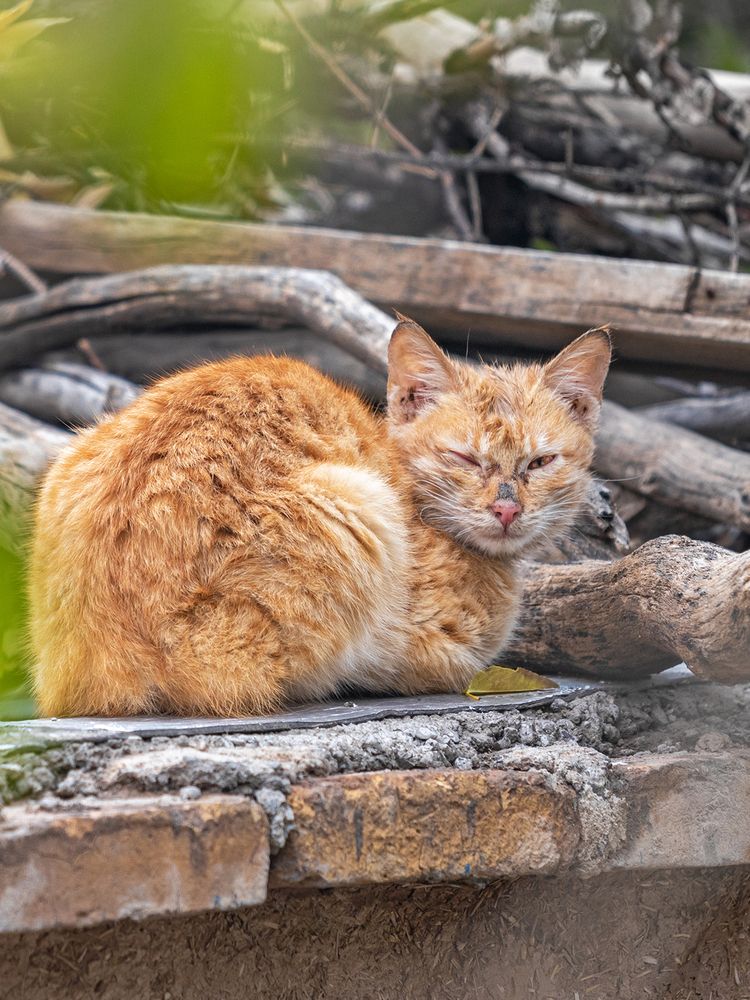 Photograph by Davoud Naeimi