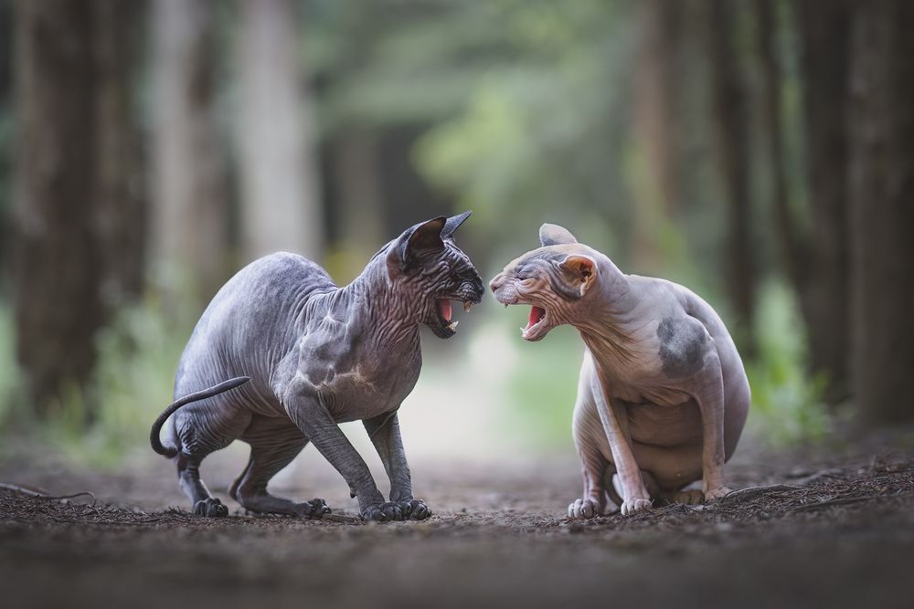 Photograph by GRISELDA FERNANDEZ