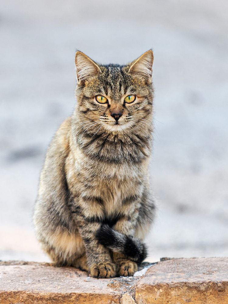 Photograph by Davoud Naeimi