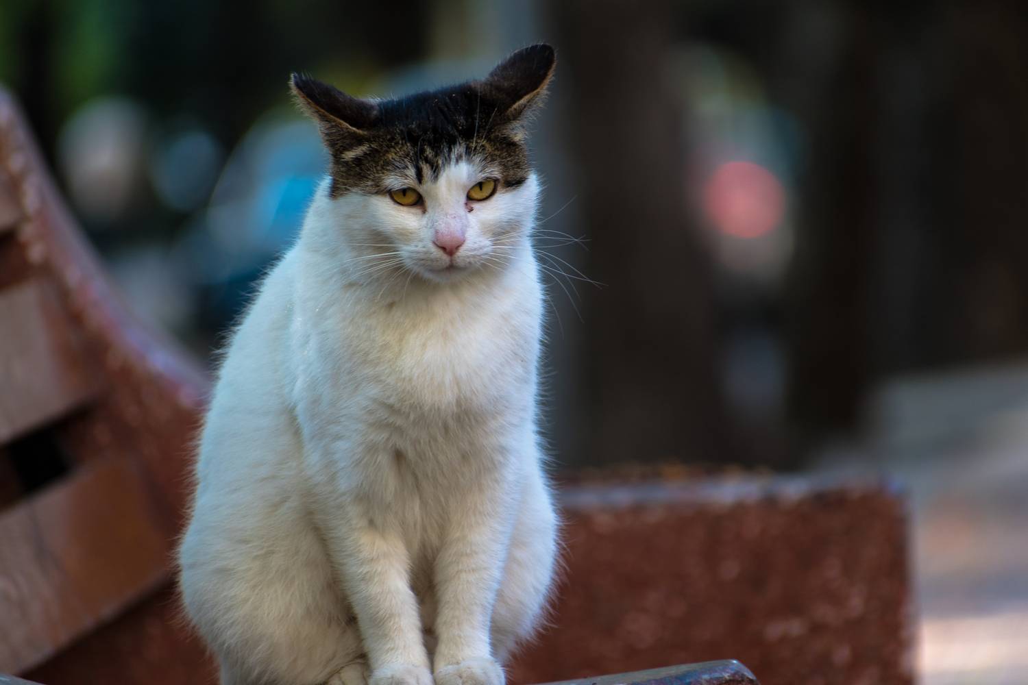 Фотография #12229381