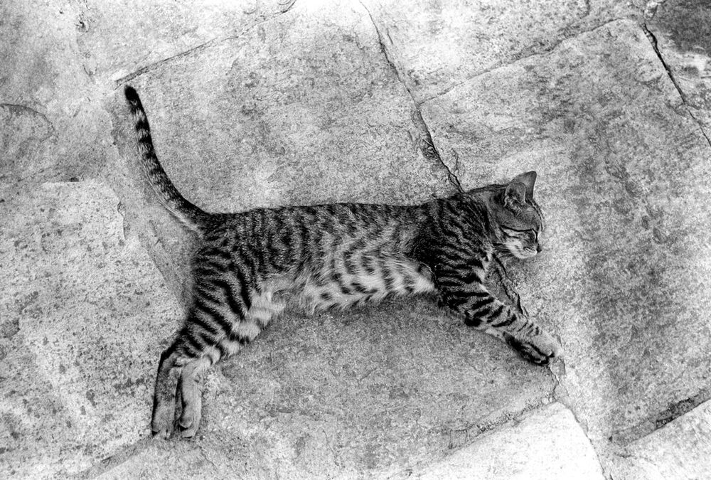 Фотография автора Chorche Prigo