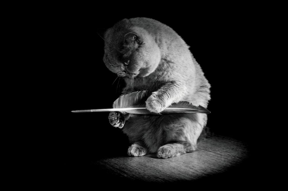 Ibuki, more than just a cat