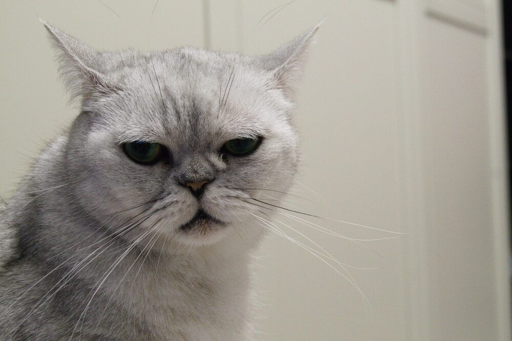 Фотография автора Андрей Занкович