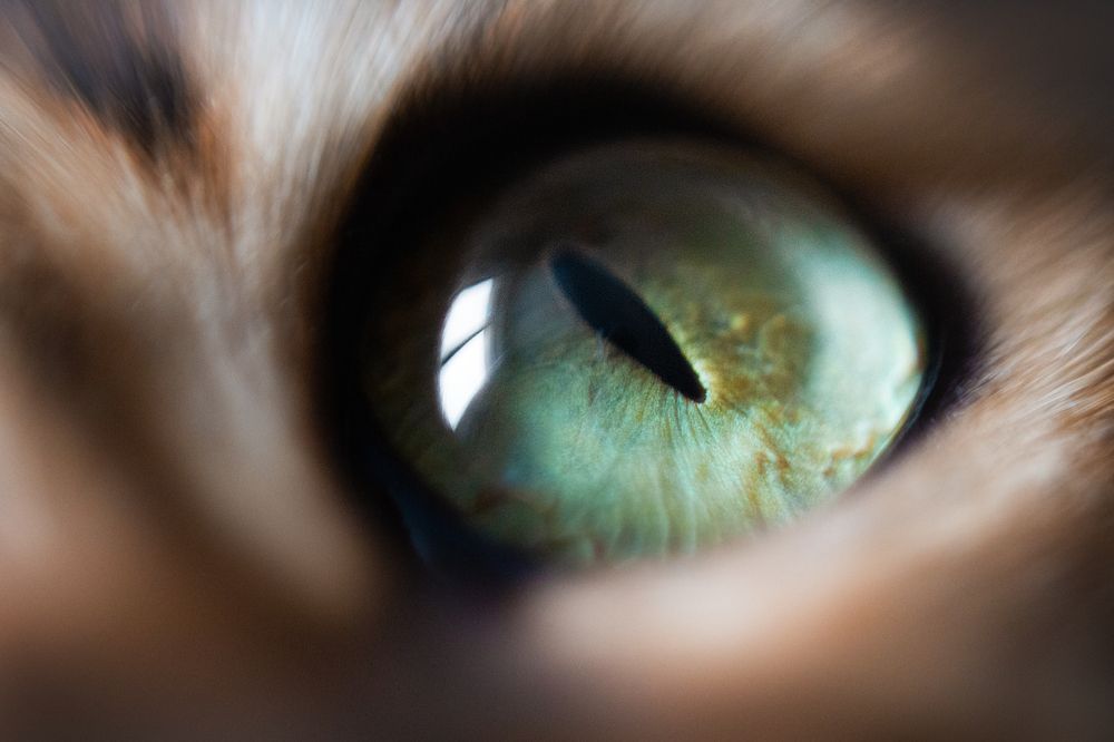 Фотография автора Tatiana Piskun