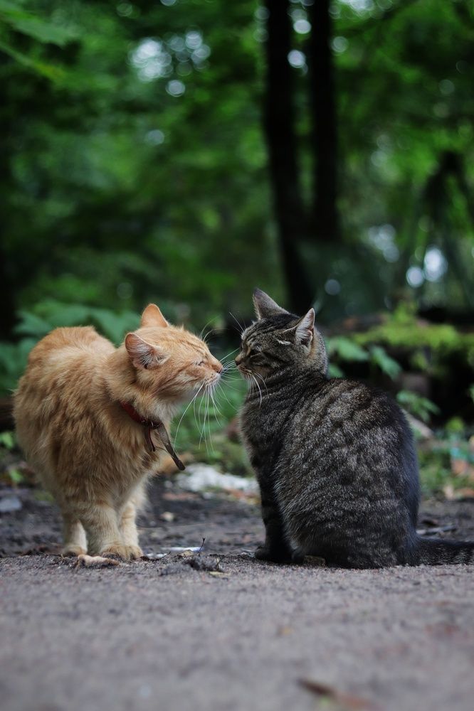 Photograph by Игорь Шамин