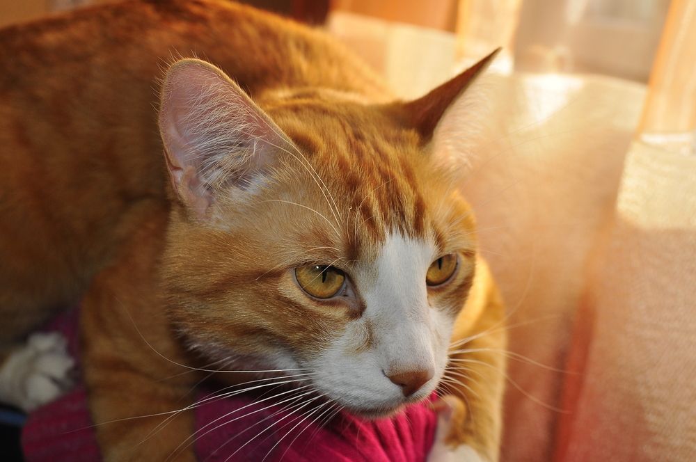 Photograph by Алена Погодаева