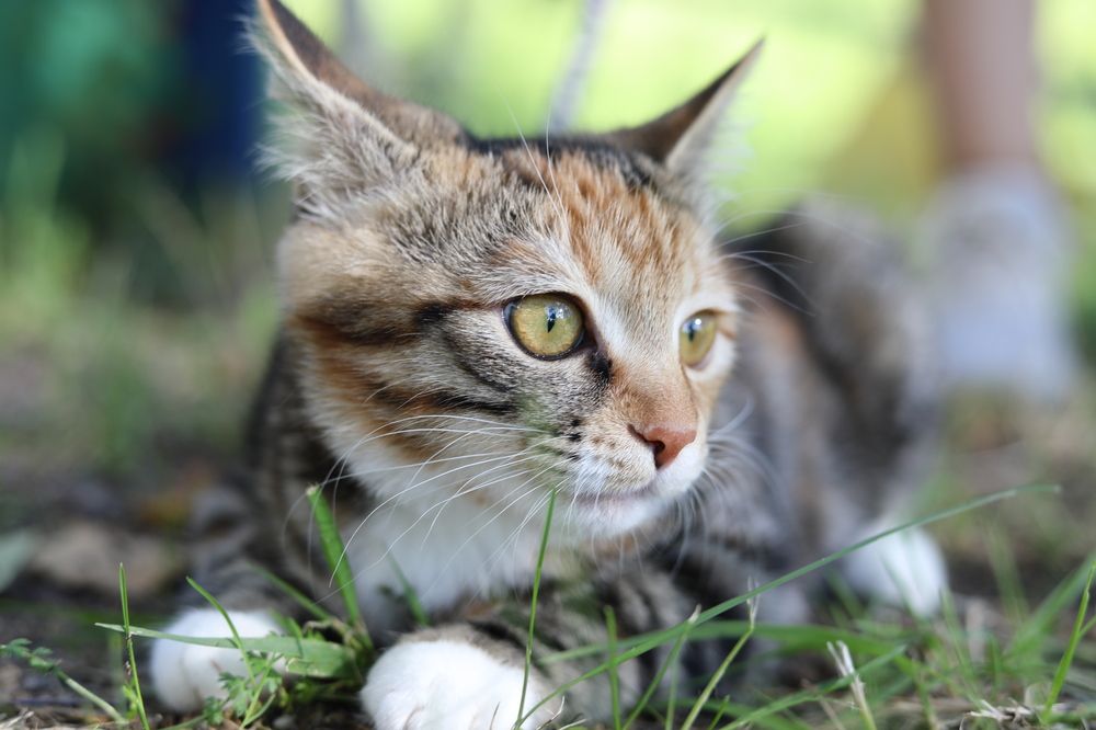 Photograph by Алена Погодаева