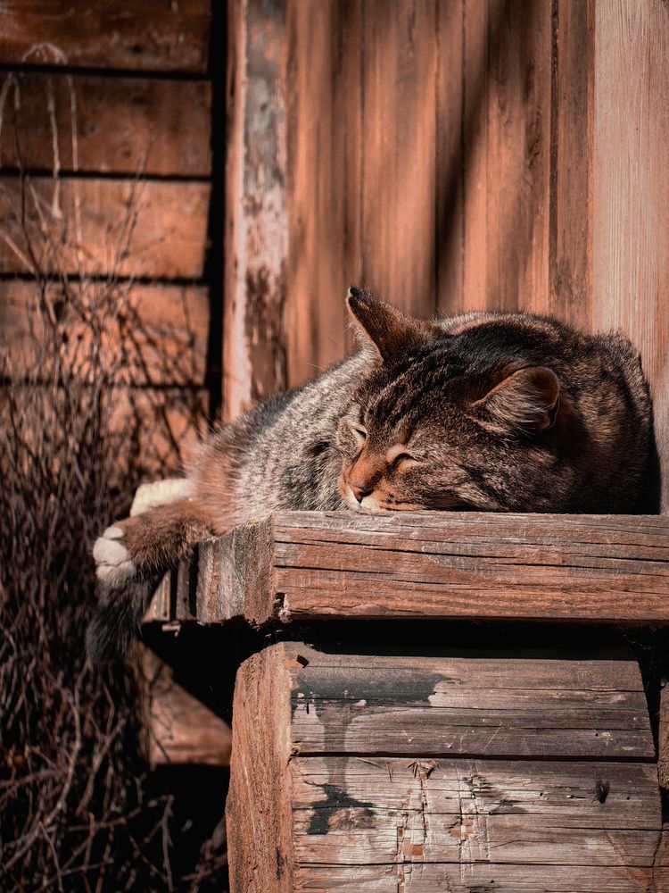 Фотография автора Рина Флинн