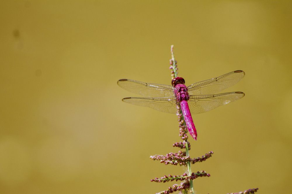 A libélula