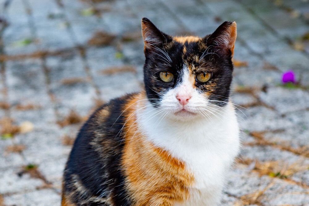 Photograph by Darina