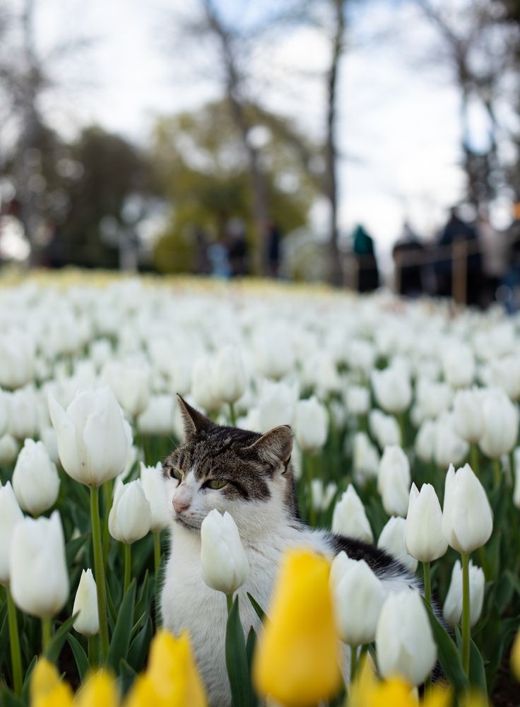 Tulip cat