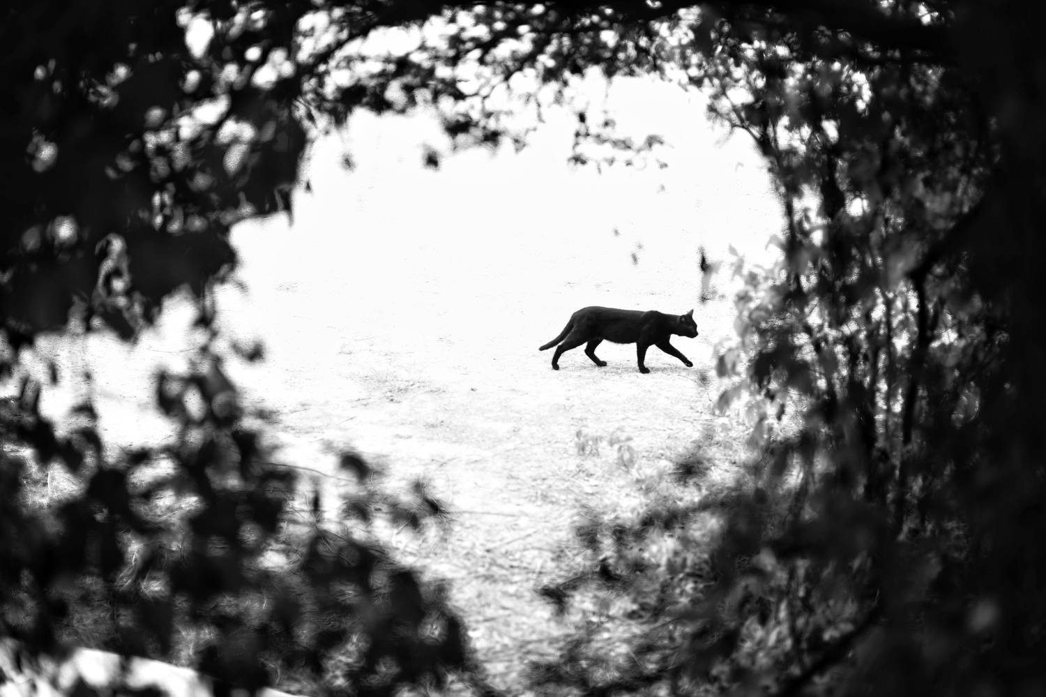 Photo #12229853