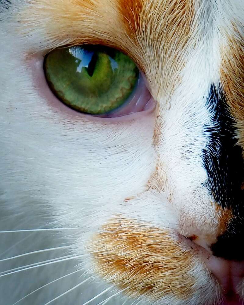 Фотография автора Irina Krasnopevzeva