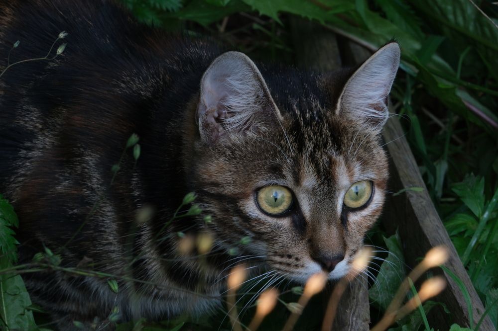 Фотография автора Светлана Ощепкова