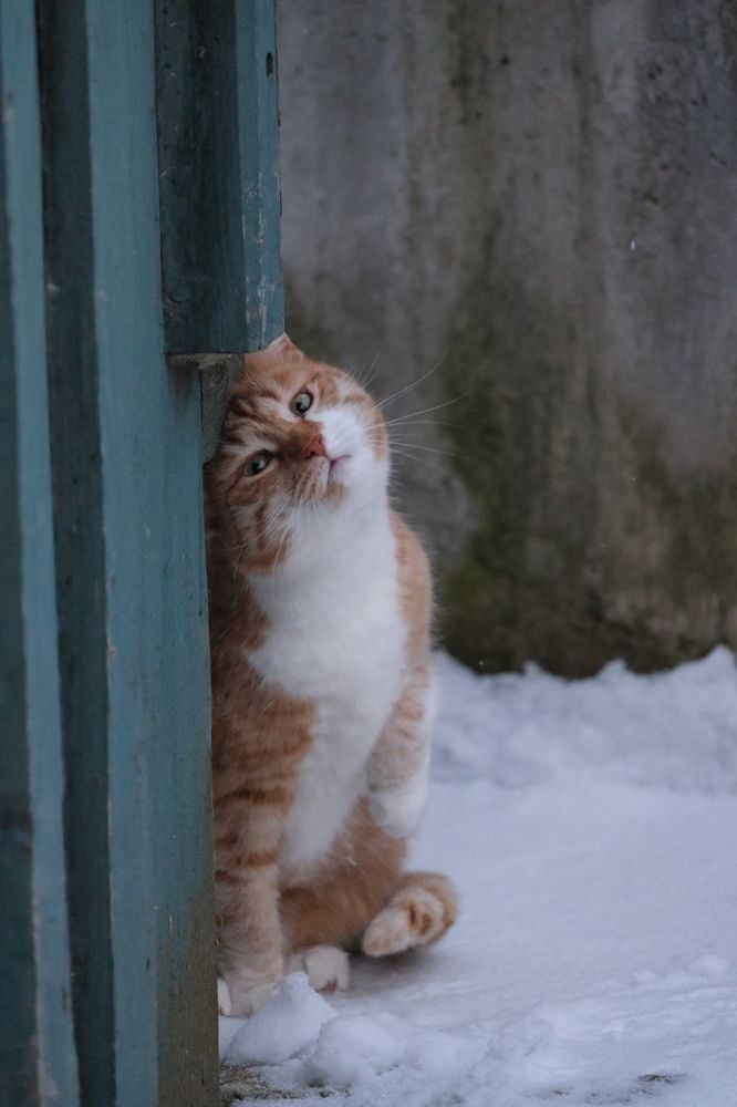 Фотография автора Светлана Ощепкова