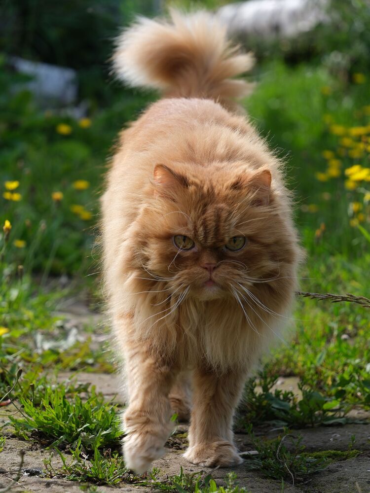 Фотография автора Светлана Ощепкова