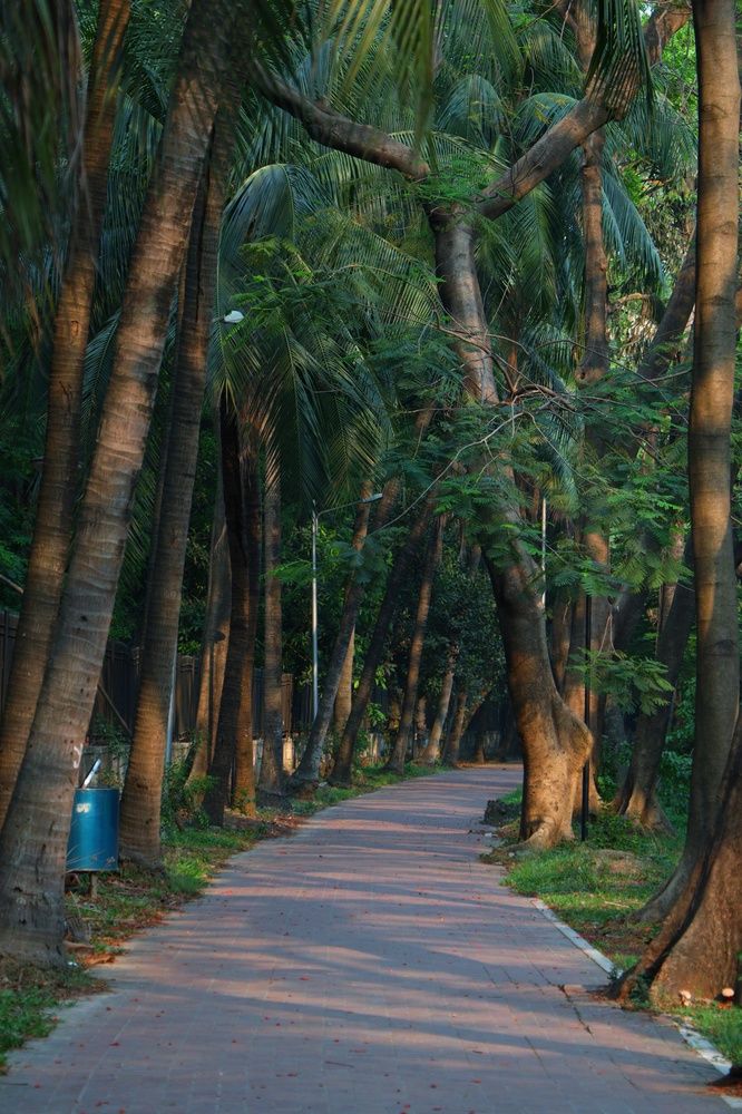 Whispers of the Silent Path”