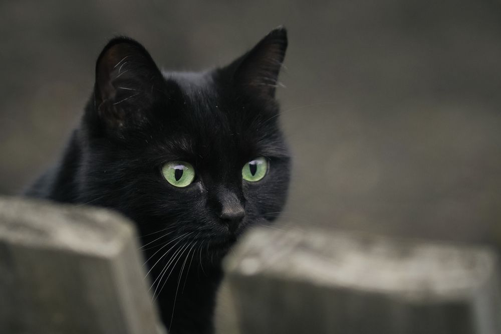 Photograph by Светлана Нестерова