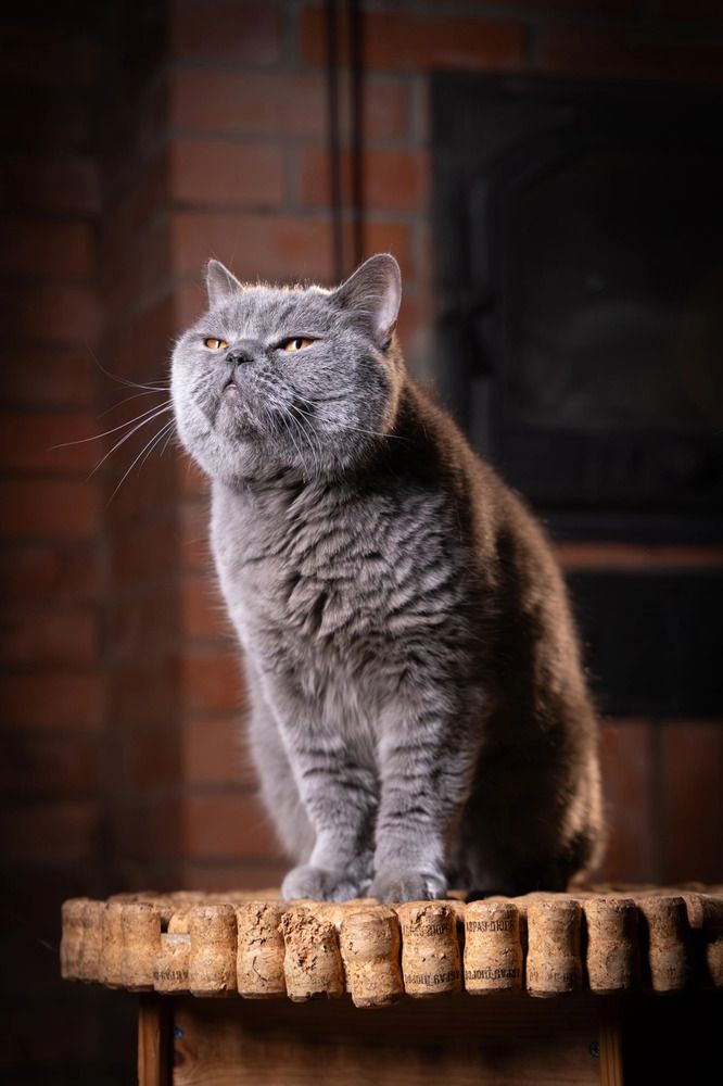 Фотография автора Евгения Глинская