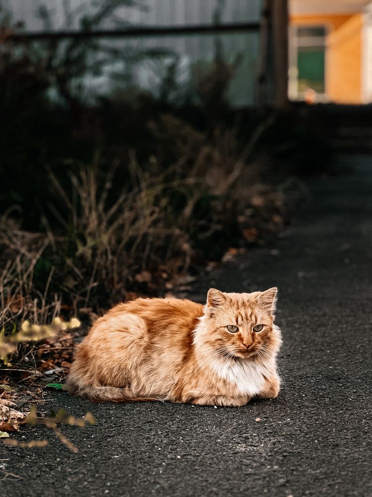 Фотография автора Наталья Тургулайнен