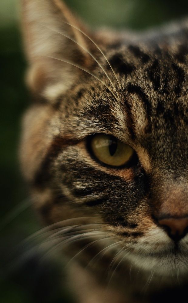 Фотография автора Pavel Levashov