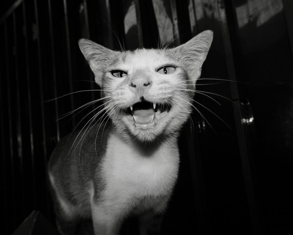 Фотография автора Pra Budi Zulkarnaen