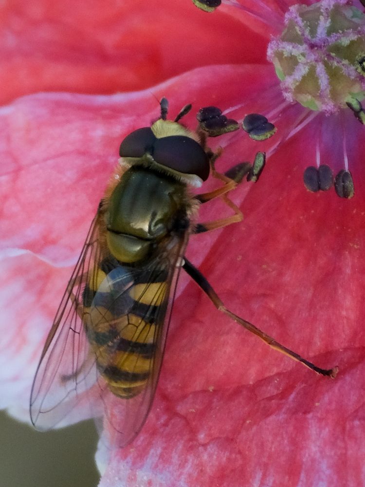 Photograph by Ирина Дегтярева