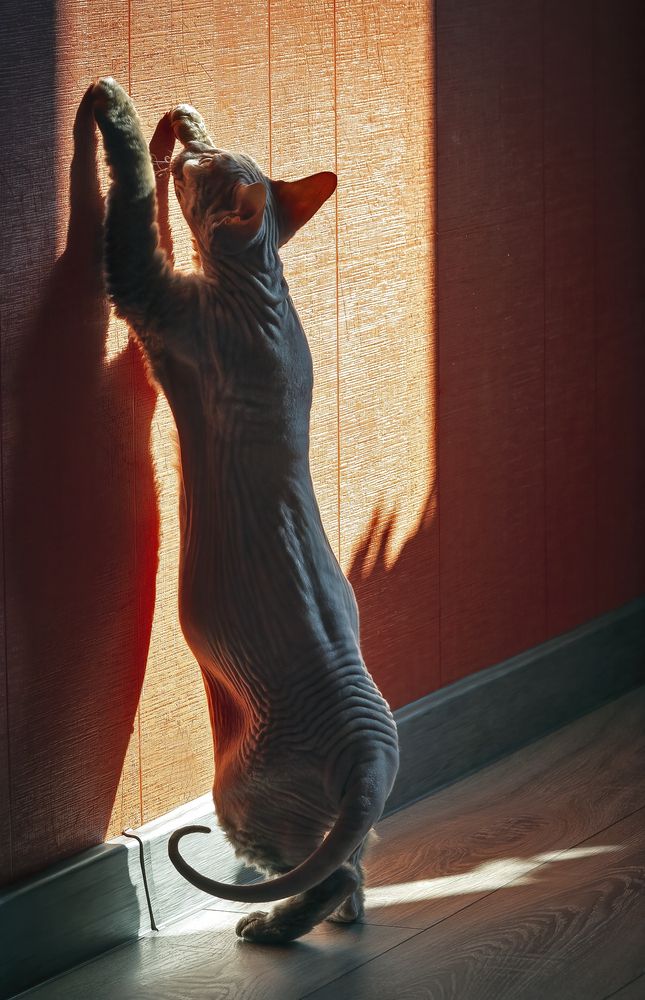 Тестировщик обоев