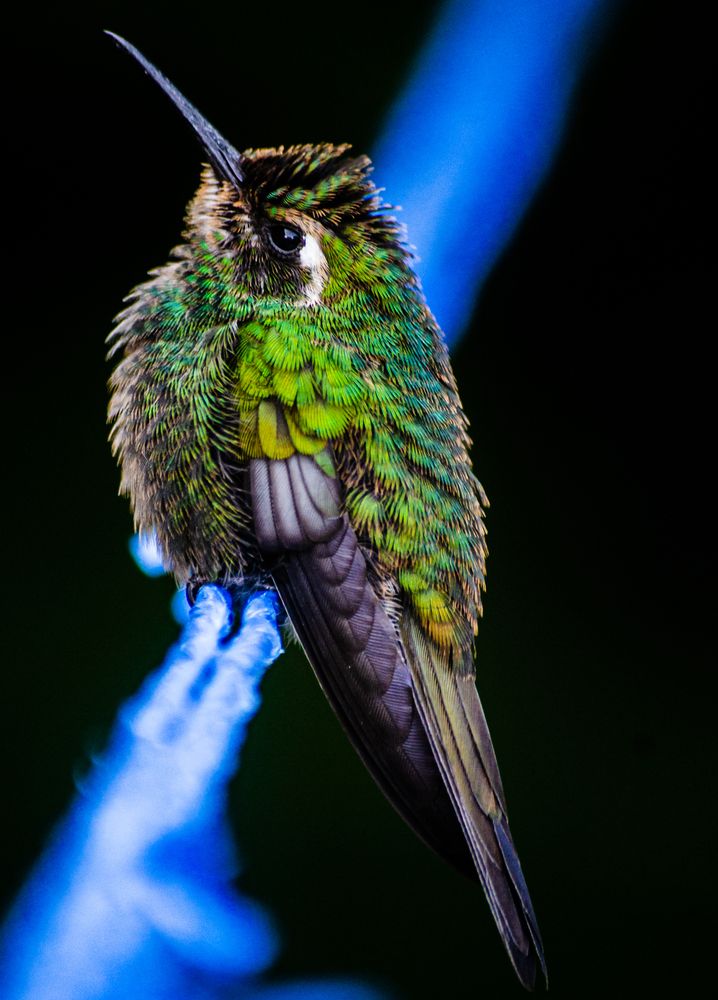 De verde en azul