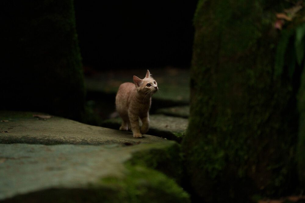 Photograph by Cinob