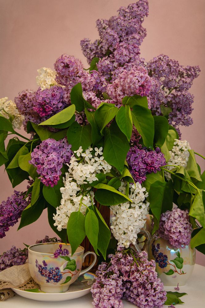 Photograph by OLGA LIZ