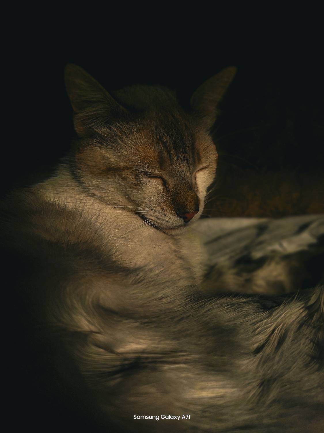 Photo #12230501