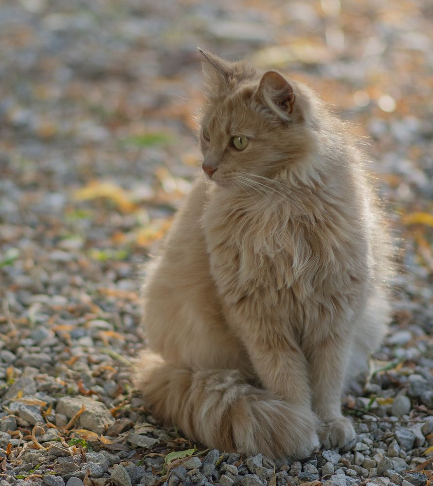 Фотография автора Шипунова Ирина