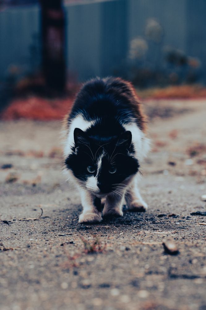 Photograph by Nikolay Serfoord