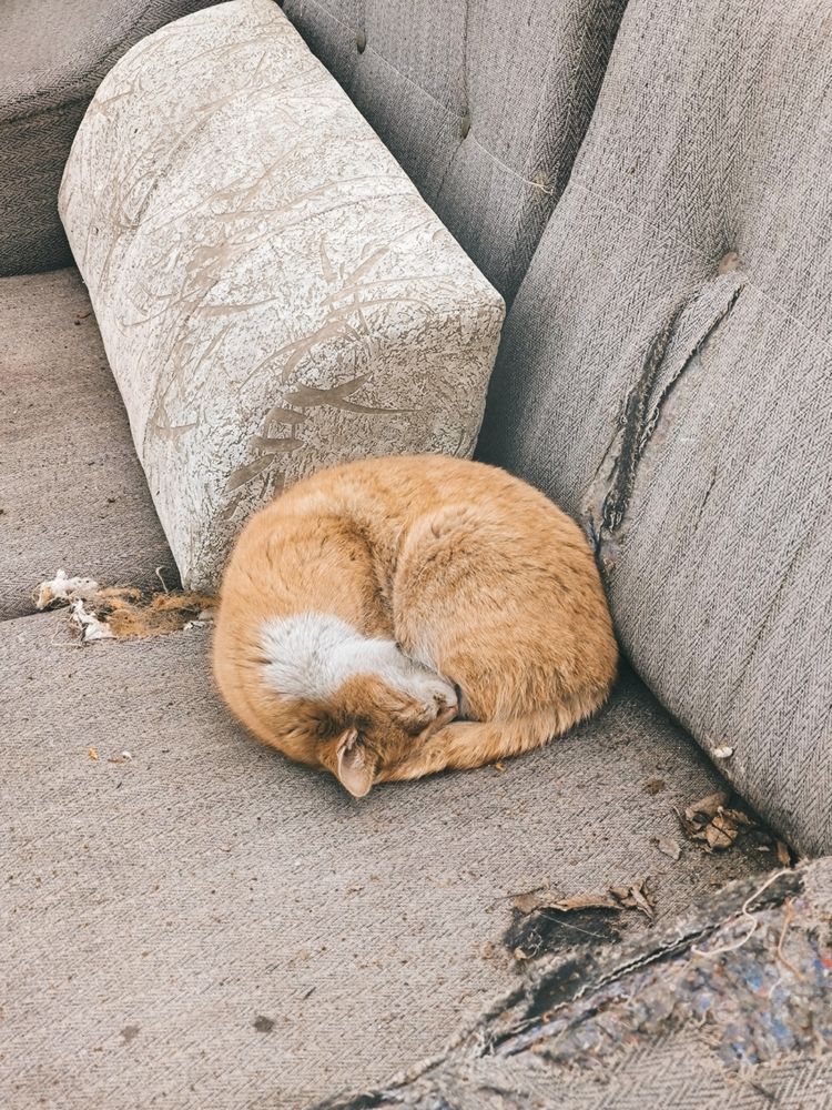 Фотография автора Екатерина Солодовник