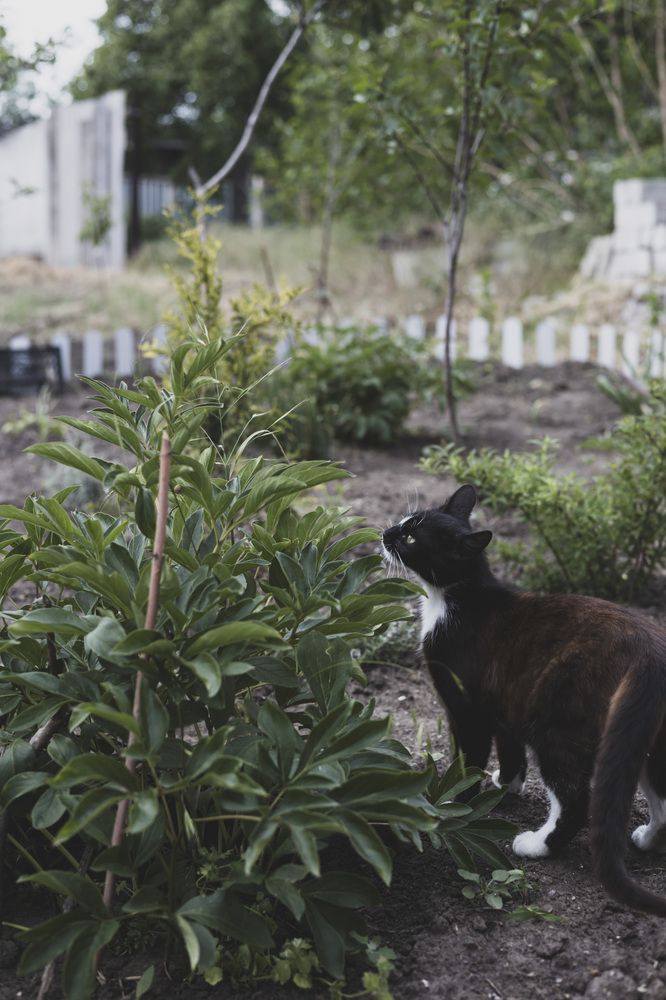 Фотография автора Екатерина Солодовник